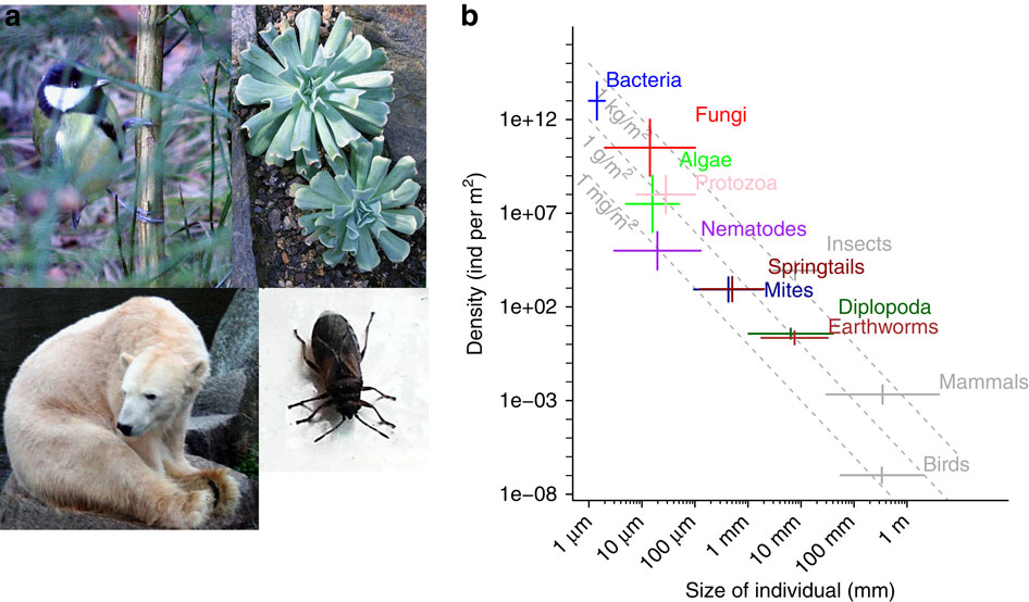 Extinction risk of soil biota.,Nature Communications - X-MOL