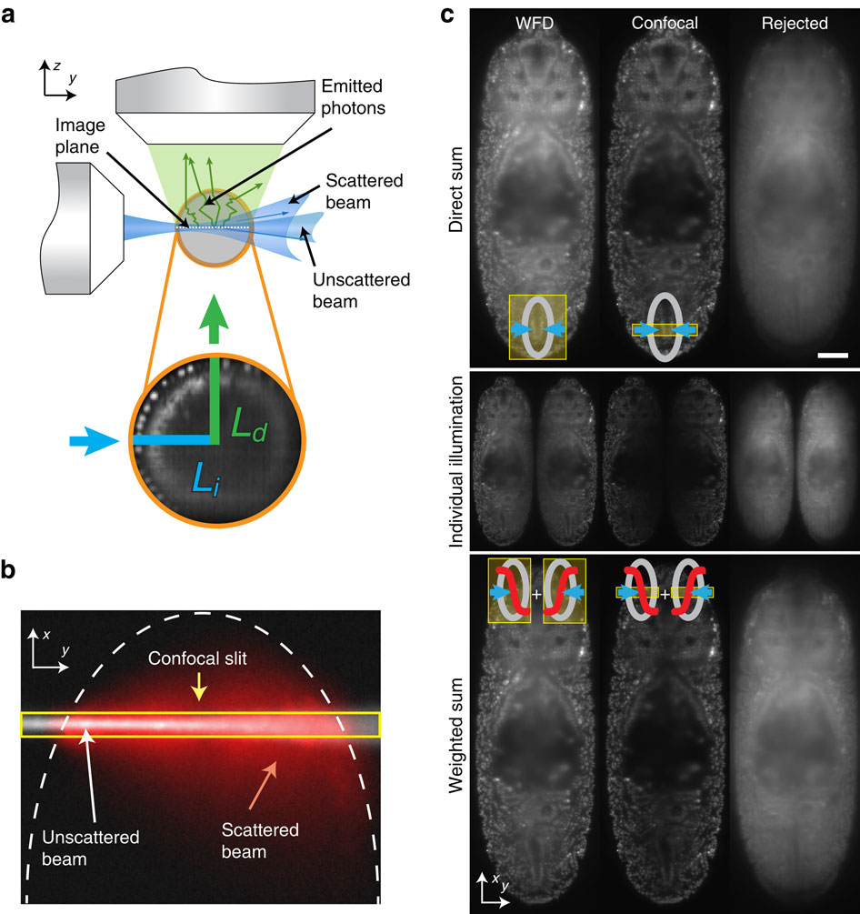 Confocal multiview light-sheet microscopy.,Nature Communications - X-MOL
