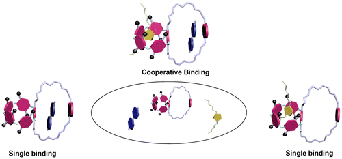 Negative Cooperativity in the Binding of Imidazolium and Viologen Ions ...
