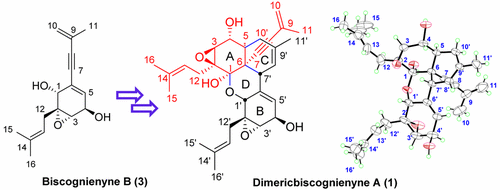 Dimericbiscognienyne A：来自 Biscogniauxia sp。的类萜类二聚体。新骨架及其活动,Organic ...