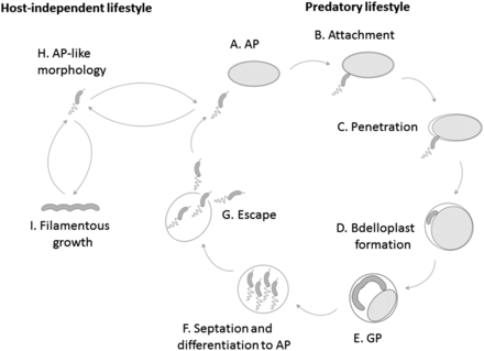 Cell-cycle progress in obligate predatory bacteria is dependent upon ...