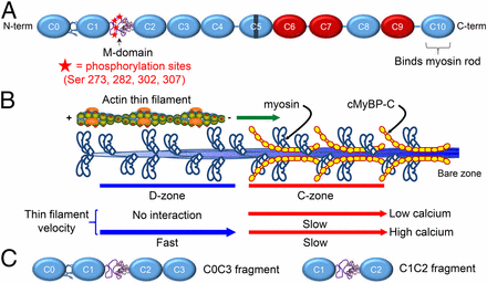 Phosphorylation And Calcium Antagonistically Tune Myosin-binding ...