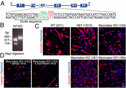 Structure-function analysis of myomaker domains required for myoblast ...