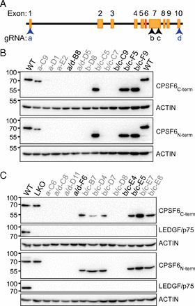 A critical role for alternative polyadenylation factor CPSF6 in ...
