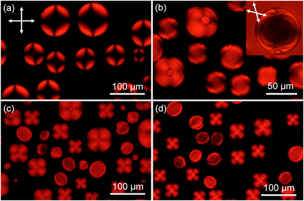 Tactoids Example Using chiral tactoids as optical probes to study the aggregation ...