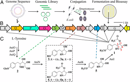 Biosynthesis of the pyrrolidine protein synthesis inhibitor anisomycin ...
