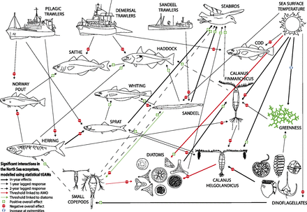 up control in marine food webs ... Biology Diagrams