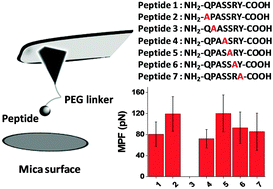 Elucidating the mechanism of interaction between peptides and inorganic ...