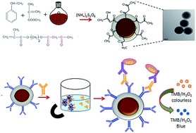 Polymer functionalized magnetic nanoconstructs for immunomagnetic ...