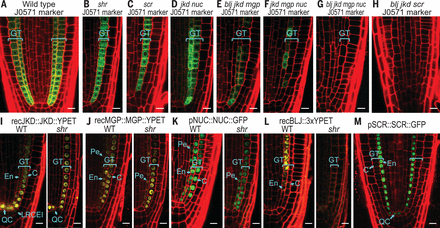 Root Development Blood Transcriptional control of tissue formation throughout root development ...