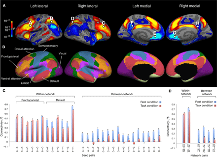 Dopamine D1 signaling organizes network dynamics underlying working ...