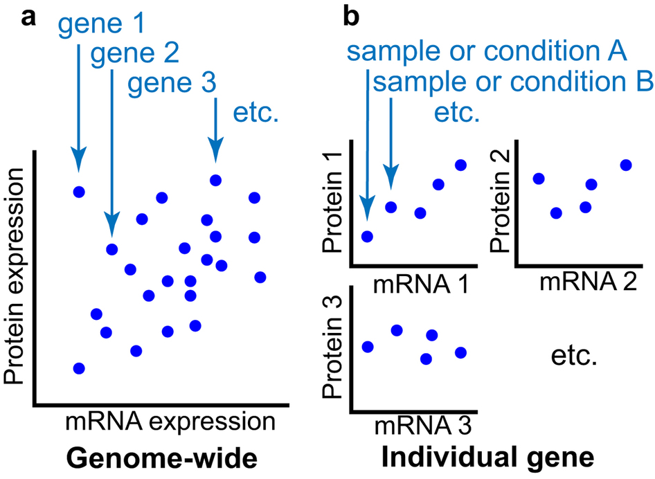 Relationship between differentially expressed mRNA and mRNA-protein ...