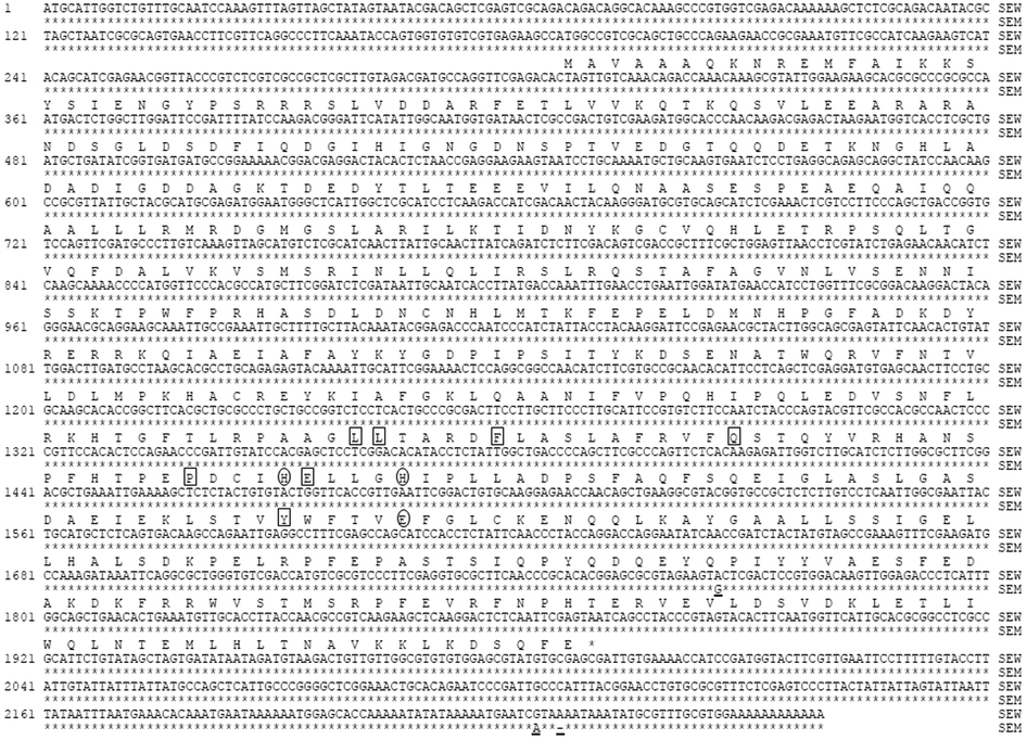 Overexpression of Tyrosine hydroxylase and Dopa decarboxylase ...