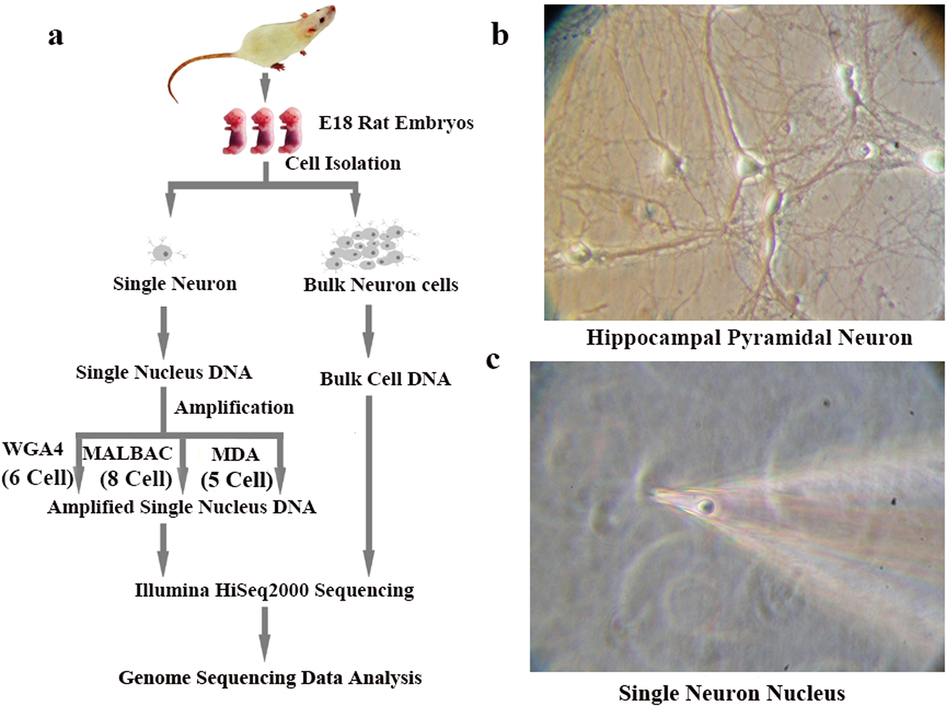 Quantitative assessment of single-cell whole genome amplification ...