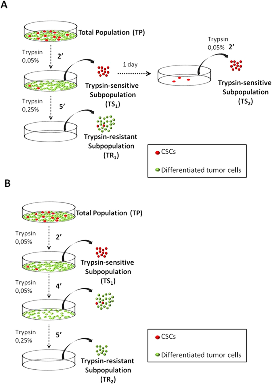 Low adherent cancer cell subpopulations are enriched in tumorigenic and ...