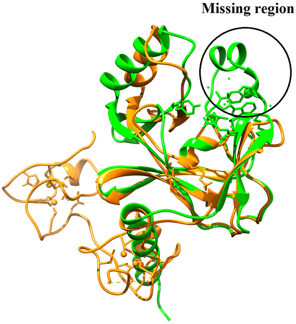 Structural insights into conformational stability of both wild-type and ...