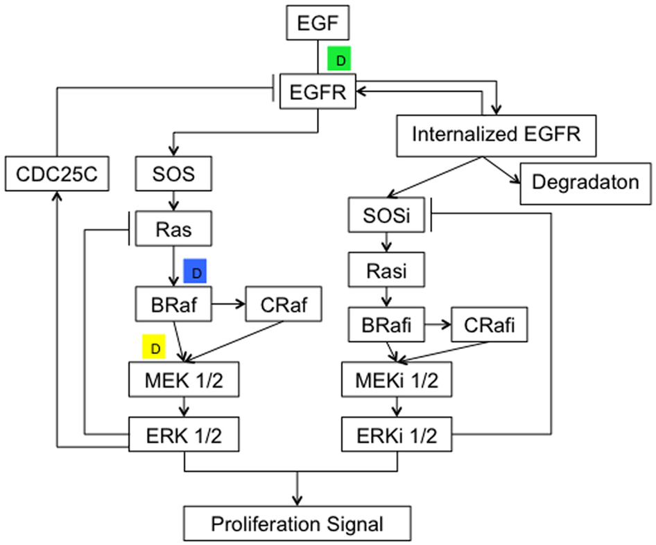 通过药物靶向 EGFR-ERK 信号通路的数学模型预测药物组合指数并模拟网络调节动态。,Scientific Reports - X-MOL