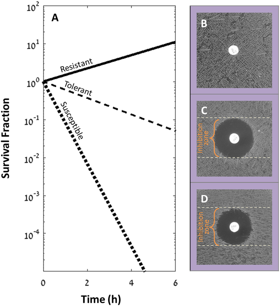 TDtest: easy detection of bacterial tolerance and persistence in ...