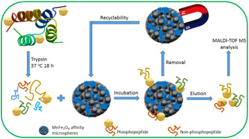 Spinel-type manganese ferrite (MnFe2O4) microspheres: A novel affinity ...