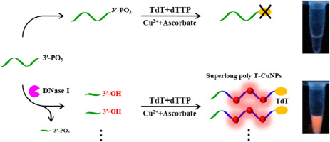 Label-free And Sensitive Assay For Deoxyribonuclease I Activity Based ...