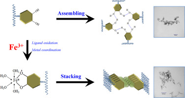Morphology tunable Polydopamine Nanoparticles And Their Application In morphology-tunable-polydopamine-nanoparticles-and-their-application-in