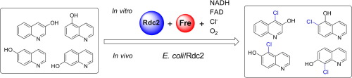 黄素依赖性卤化酶对羟基喹啉的选择性生物氯化,Tetrahedron Letters - X-MOL