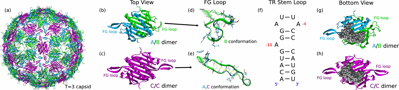 The allosteric switching mechanism in bacteriophage MS2,The Journal of ...
