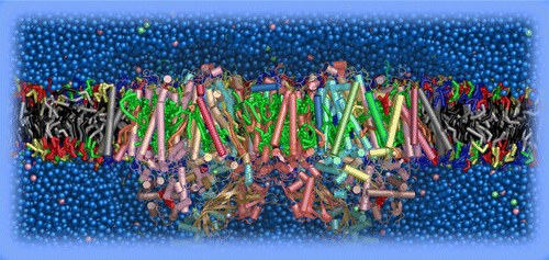类囊体膜中嵌入的光系统II的分子动力学,The Journal of Physical Chemistry B - X-MOL