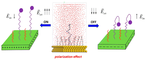 Polarization Effect and Electric Potential Changes in the Stimuli ...