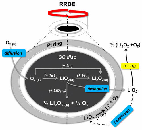 Elucidating the Oxygen Reduction Reaction Kinetics and the Origins of ...