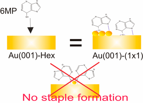 6-Mercaptopurine Self-Assembled Monolayers on Gold (001)-Hex: Revealing ...