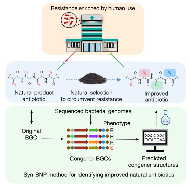 Nature：新型抗生素发现中的“追本溯源”式合成- X-MOL资讯