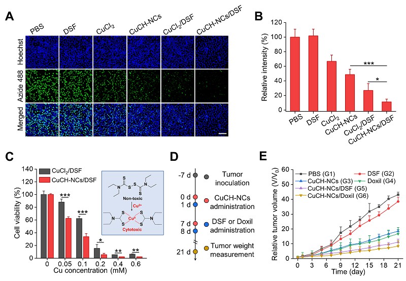 苏州大学陈华兵团队Adv Mater：pH响应性生物矿化铜基前酶协同抗肿瘤效应- X-MOL资讯