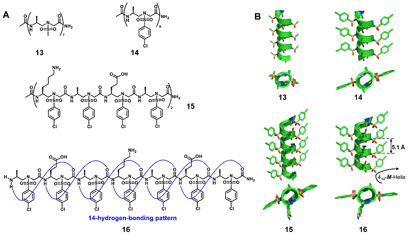 郑大桑鹏教授和USF蔡健峰教授Chem Soc Rev：近年来非天然螺旋拟肽的发展及应用- X-MOL资讯