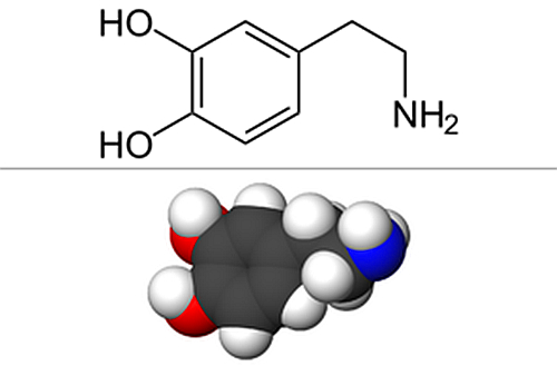 Дофа в дофамин. Легкий дофамин. Дешевый дофамин. Дофамин нейромедиатор функции. Дофамин гормон роль.