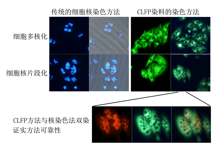 高清 可计数的活细胞多核化及细胞核片段化的染色方法研究 X Mol资讯