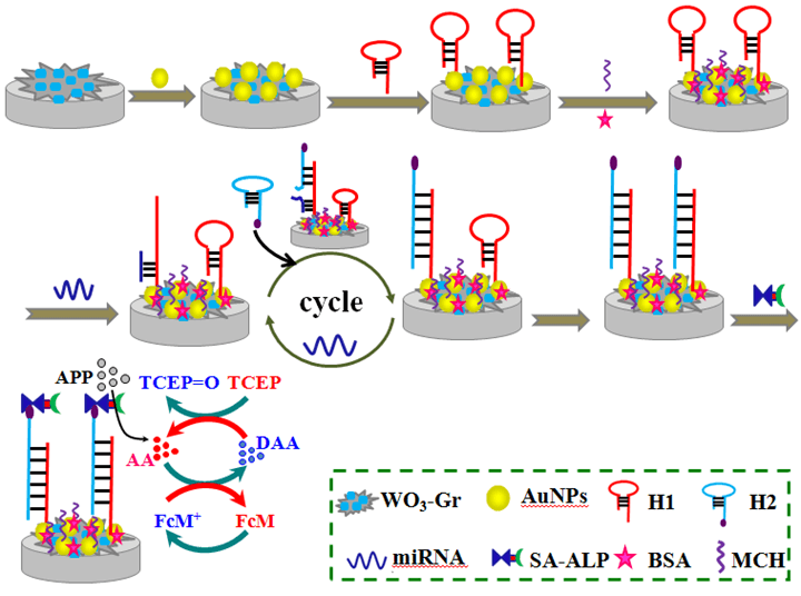 三氧化钨/石墨烯复合材料结合催化发夹组装目标物循环及酶信号放大构建超灵敏电化学传感器检测miRNA