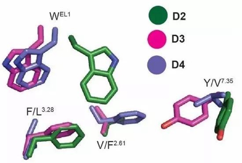 精神分裂症靶点-多巴胺D2受体结构解析