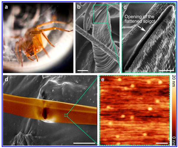 蜘蛛丝超强 超韧原理的实验剖析 X Mol资讯