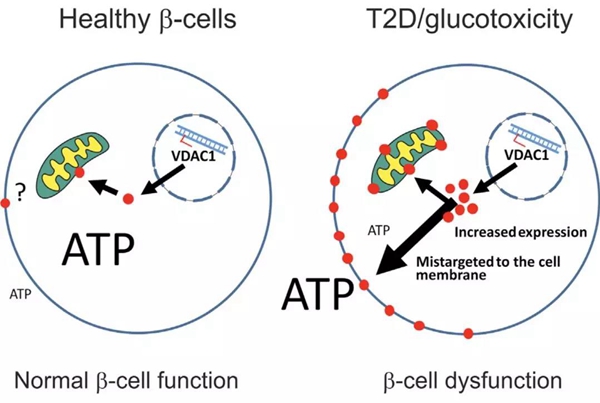 细胞 子刊 糖有毒 高血糖会导致每个b细胞每秒泄漏10万个atp分子 胰岛细胞就是这样被活活饿死的 X Mol资讯