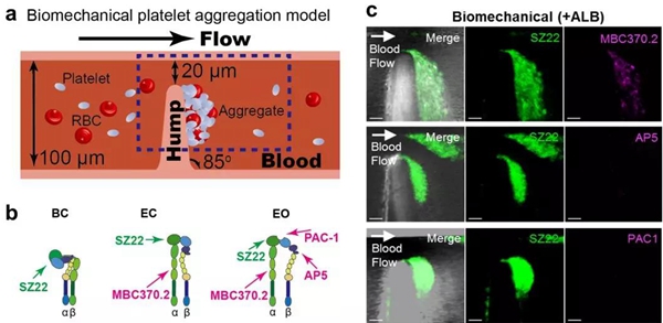 院士點評natmaterials丨血栓的力學驅動機制細胞力的黑暗面vs心血管