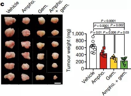 自然 引起头皮屑的真菌促进 癌王 生长 科学家发现 马拉色菌属真菌在胰腺癌组织中暴增数千倍 促进胰腺癌生长 X Mol资讯