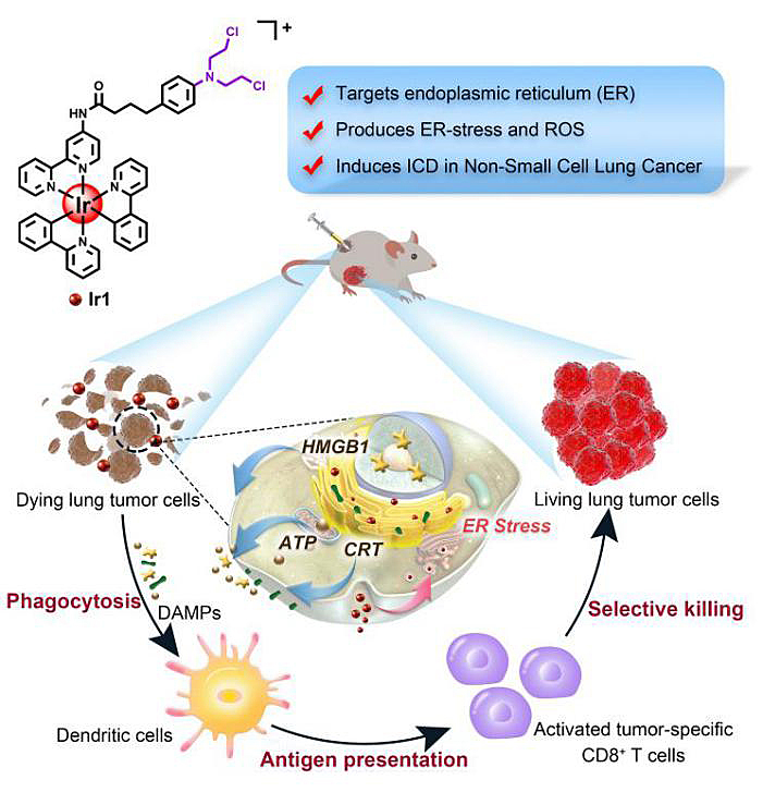 Angew Chem 诱导非小细胞肺癌免疫原性死亡的铱 Iii 配合物研究 X Mol资讯