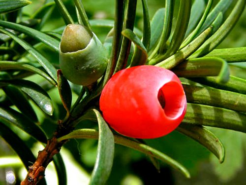 com并不是每种复杂的天然产物的合成都能像紫杉醇一样可以走捷径.