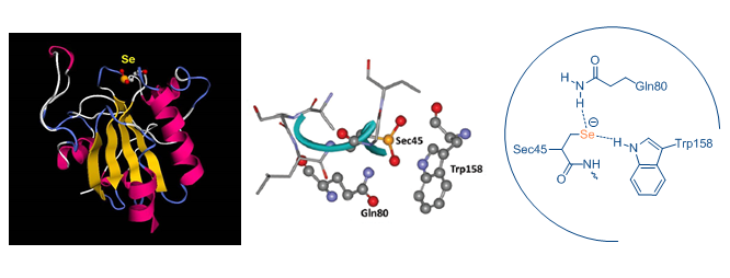 清除活性氧的保护女神谷胱甘肽过氧化物酶gpx及其含硒模拟物
