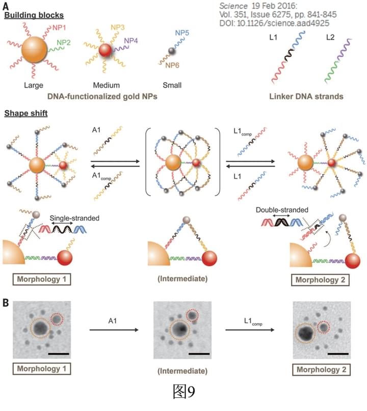 纳米颗粒的七十二变 XMOL资讯