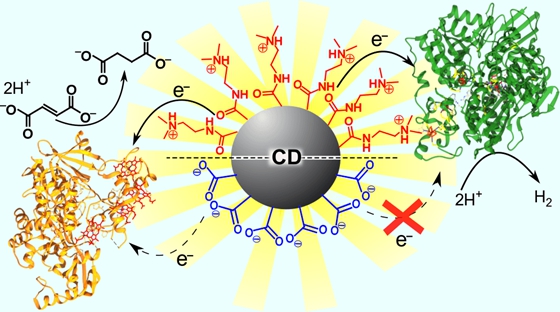 图3. 利用碳量子点作为光敏化剂促进酶催化的化学反应.图片来源: jacs