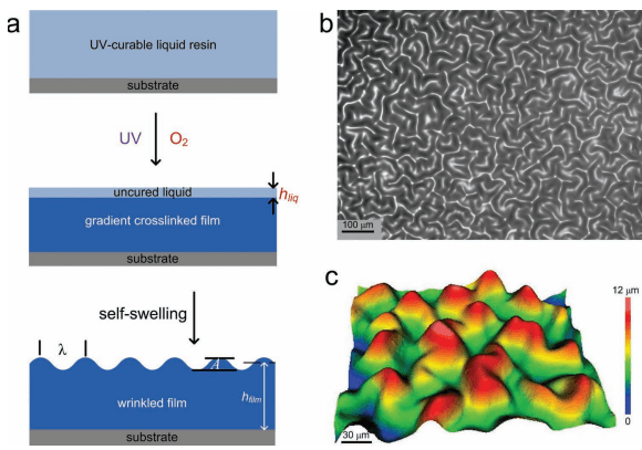 紫外光固化聚合物表面自起皱过程示意图.图片来源: adv. mater.