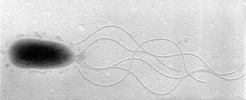 细菌鞭毛手绘图片图片