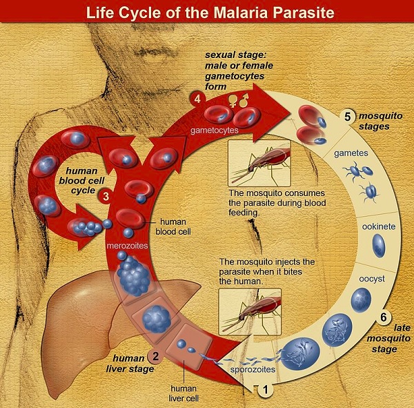 science什么样的人更招蚊子疟疾感染者